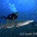 shark_tiger_sand_atlas_h_0372_nca0830.jpg